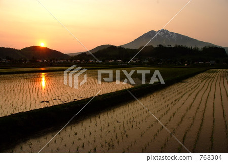 Sunset and paddy field 768304