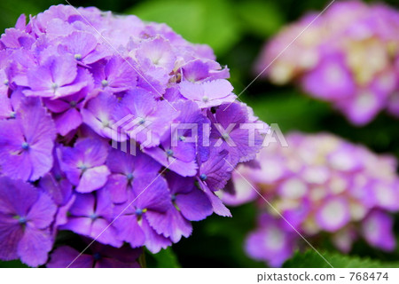 hydrangea hydrangea 768474
