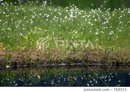 Oze的Watase sugi 768553