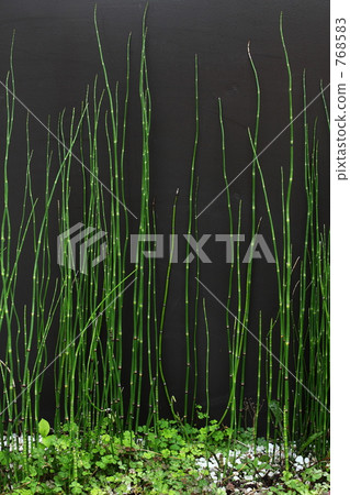 snake grass, equisetum hyemale, a scouring rush 768583