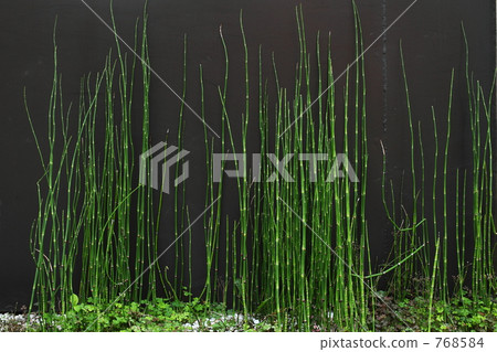 snake grass, equisetum hyemale, a scouring rush 768584