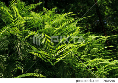 Vladiroshina fresh green 2 Vladiroshina fresh green 2 768590