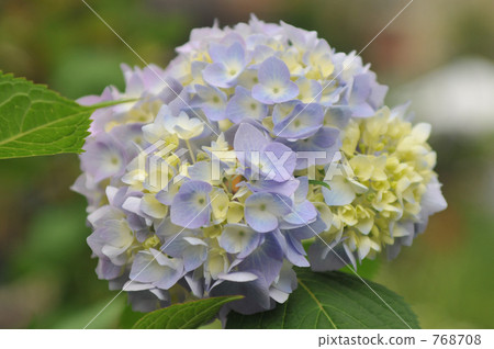 Hydrangea NYC 768708