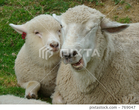 Parent and child sheep Parent and child sheep 769047