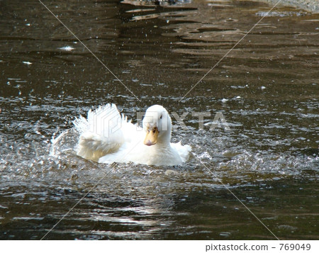 Duck of the ducks Duck of the ducks 769049