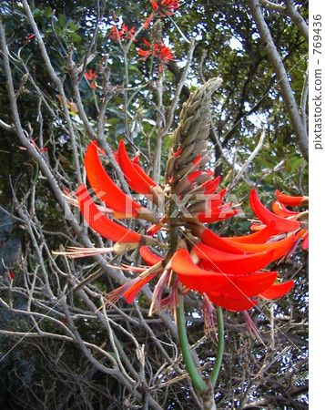 coral tree, trees, foliage plant 769436