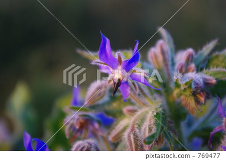 Borage flower Borage flower 769477
