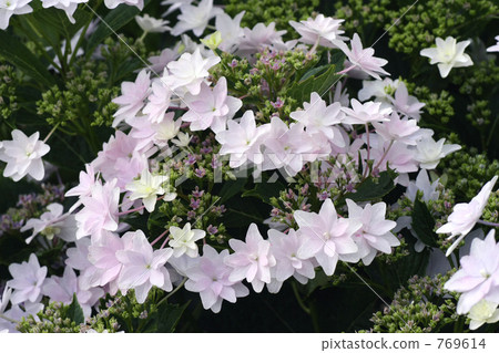 亞達寺的繡球花Sumida煙花 亞達寺的繡球花Sumida煙花 769614