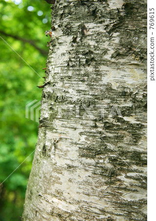 White birch 769615