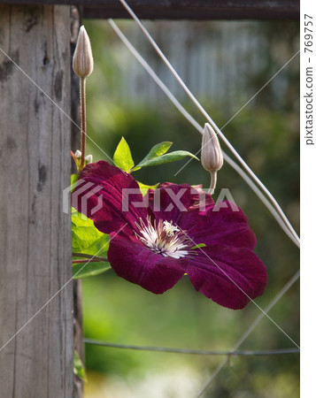 Clematis "Rouge Cardinal" Clematis "Rouge Cardinal" 769757