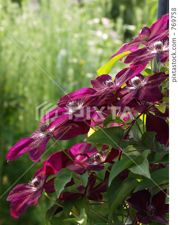 Clematis "Vesta Platte" " Clematis "Vesta Platte" " 769758