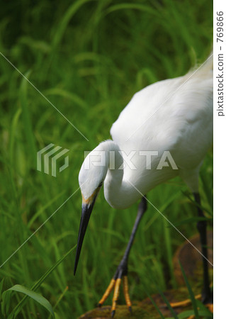 小白鷺 769866