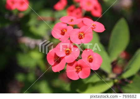 Flower giraffe Flower giraffe 769882