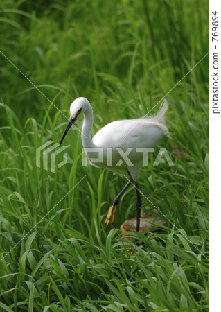 小白鷺 小白鷺 769894