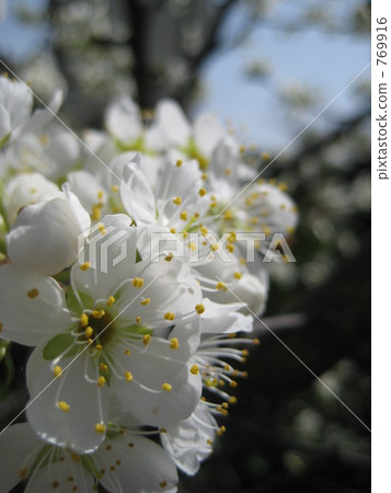 梅花 769916