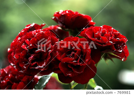 Crimson Rose Crimson Rose 769981