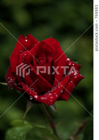 Crimson Rose Crimson Rose 769983