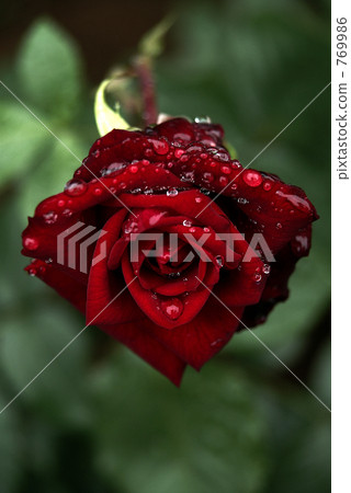 Crimson Rose Crimson Rose 769986
