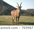 Loan antelope 769987