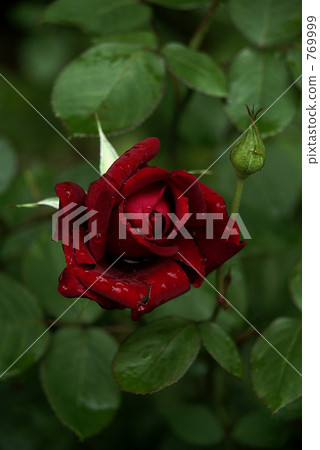 Crimson Rose Crimson Rose 769999