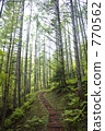 forest road, woodland path, mountain trail 770562