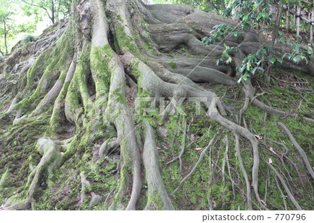 Broad Roots Broad Roots 770796