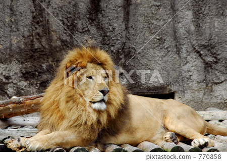 獅子 動物 貓科 770858