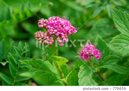粉花繡線菊 高山植物 花朵 770859