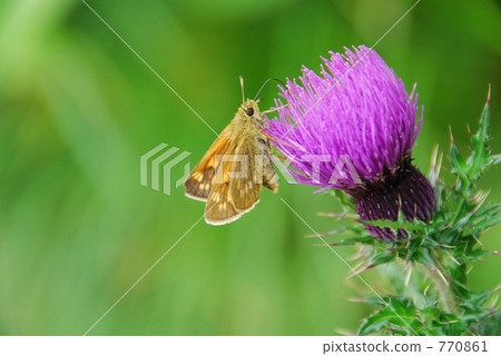butterfly, butterflies, thistle 770861