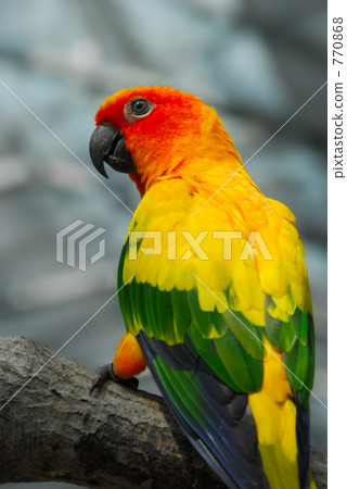 parakeet, parrot, bird 770868