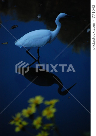 shorebird, water fowl, waterbird 771042