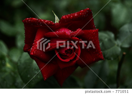 Crimson Rose Crimson Rose 771051