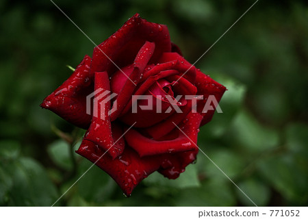 Crimson Rose Crimson Rose 771052