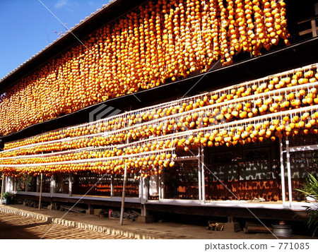 Hanging persimmon Hanging persimmon 771085