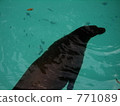 海獅 771089