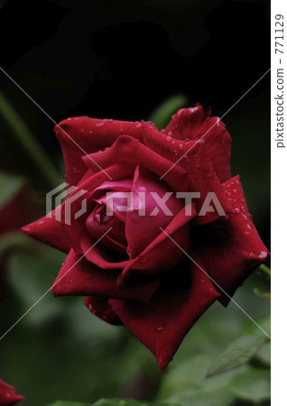 Black Rose 771129