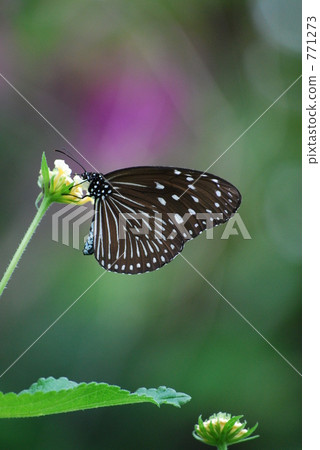 Tsumura Maki Madara 771273