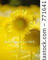 sunflower	 771641