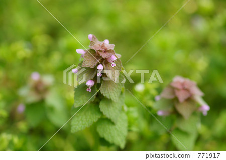 Flower of a field (Himeodorikoshou) 771917