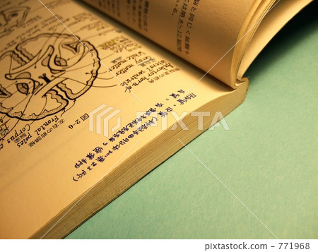 大腦的解剖學觀點☆簡單的版本 - 我/與拷貝空間 771968