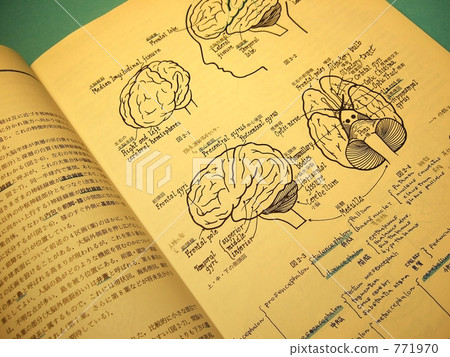 Anatomical view of the brain ☆ Simple version-III 771970