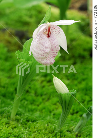 日式女拖鞋 蘭科 植物園 772186