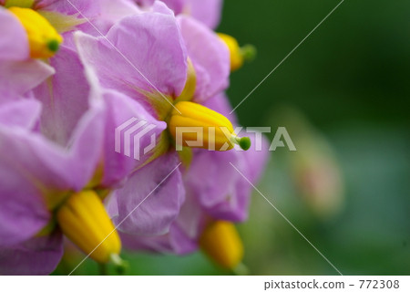 Potato flowers Potato flowers 772308