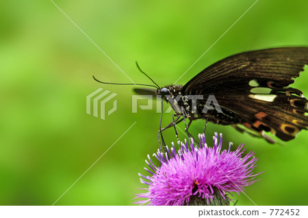 Monkeyegeha harvesting in thistle 3 772452