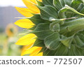 Behind the sunflower 772507