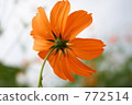 Yellow flower Cosmos 01 772514
