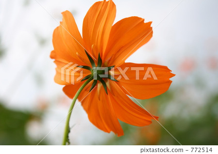 Yellow flower Cosmos 01 772514