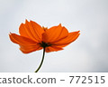 cosmos, cosmea, bloom 772515