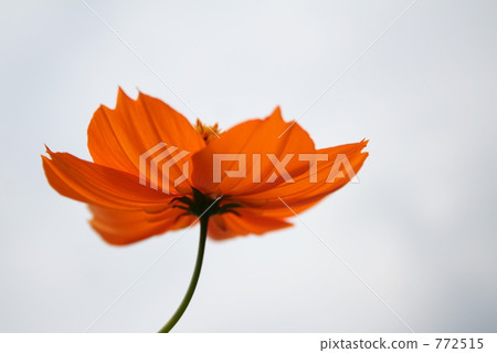 cosmos, cosmea, bloom 772515