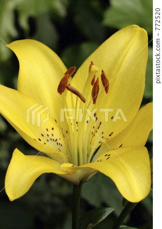 黃莉莉 黃莉莉 772520